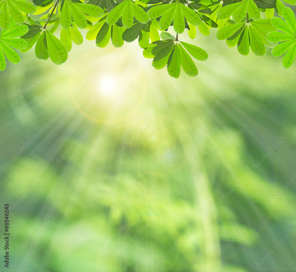 Obraz premium Green leaf in summer background