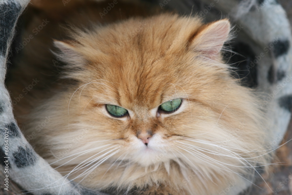 Chat Roux Aux Yeux Verts Stock Photo Adobe Stock