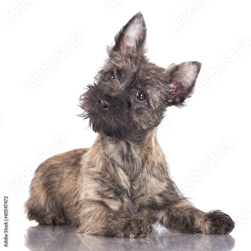 Foto adorable cairn terrier puppy