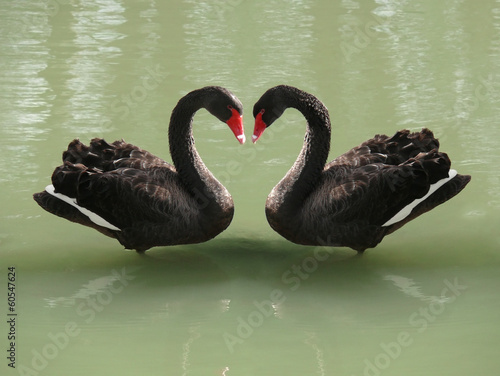 Stampa su tela two black swans forming a heart