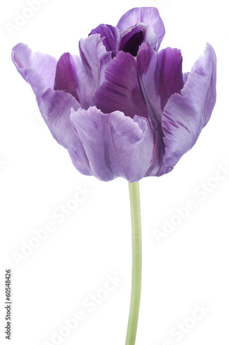 Fototapeta Naklejka Na Ścianę i Meble -  tulip