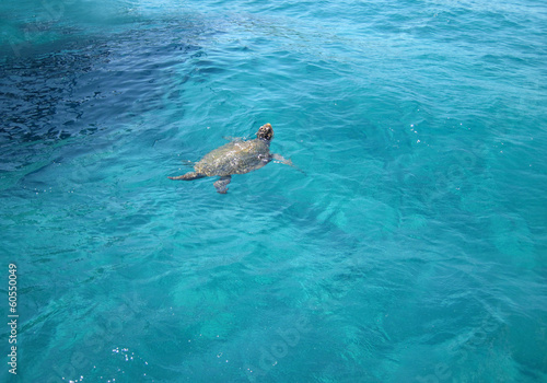 Caretta-Caretta Sea turtle on Zante island, Laganas, Greece