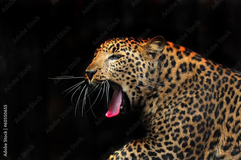 Portrait of leopard in its natural habitat