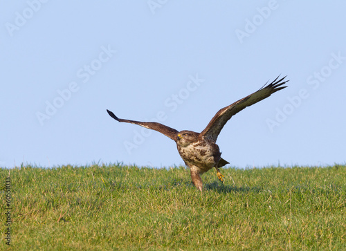 Buzzard taking off