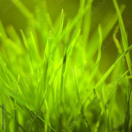 Spring or summer background with grass