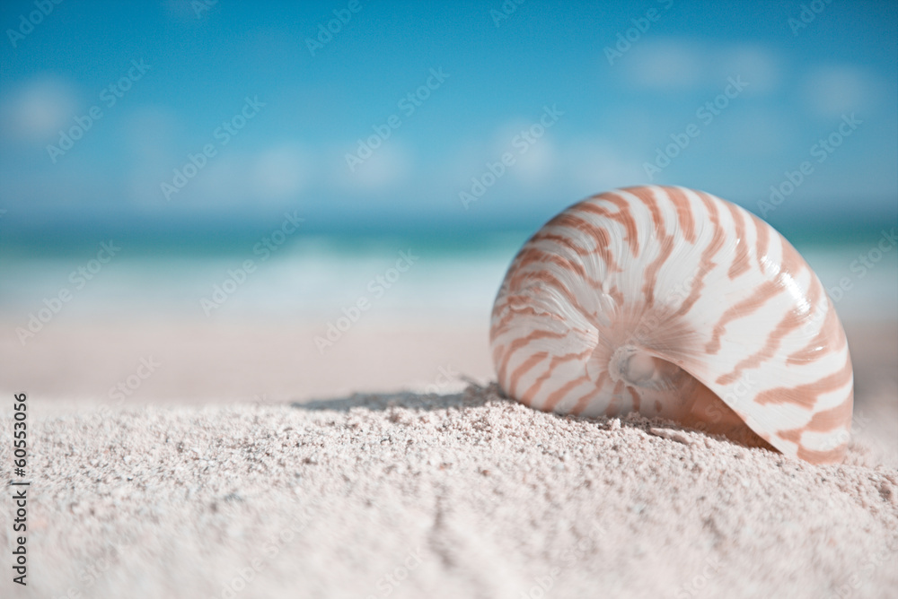 nautilus shell with ocean , beach and seascape, shallow dof nautilus shell with ocean , beach and seascape, shallow dof