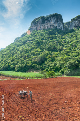 Photography VINALES, CUBA Cuban farmer plows his field