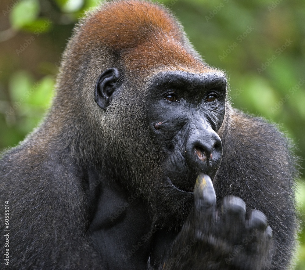 Fototapeta premium Western Lowland Gorilla.