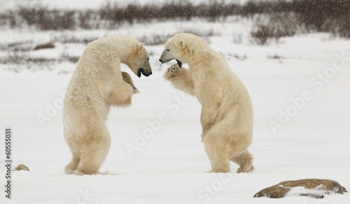 Fighting Polar Bears