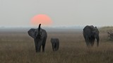 The family of elephants