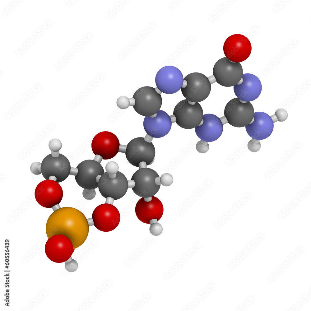 Cyclic guanosine monophosphate (cGMP) molecule.