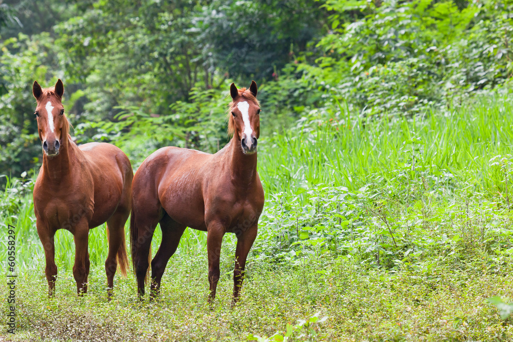 Fototapeta premium Two Horses in Belize