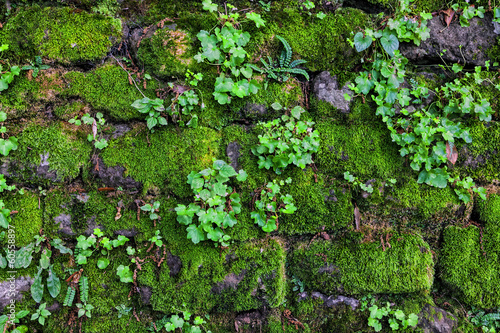 Overgrown with moss fortress  wall
