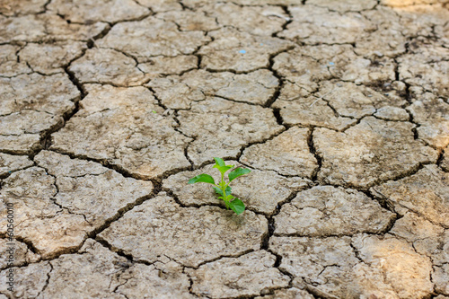 green tree growing through dry cracked soil