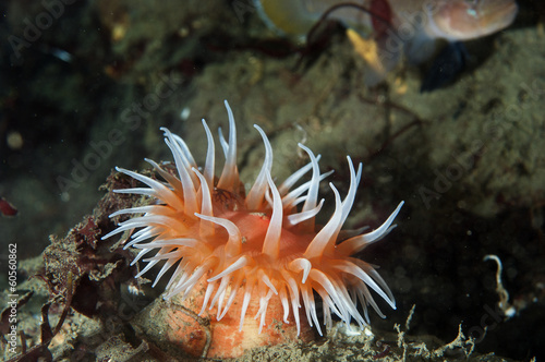 Sea anemone
