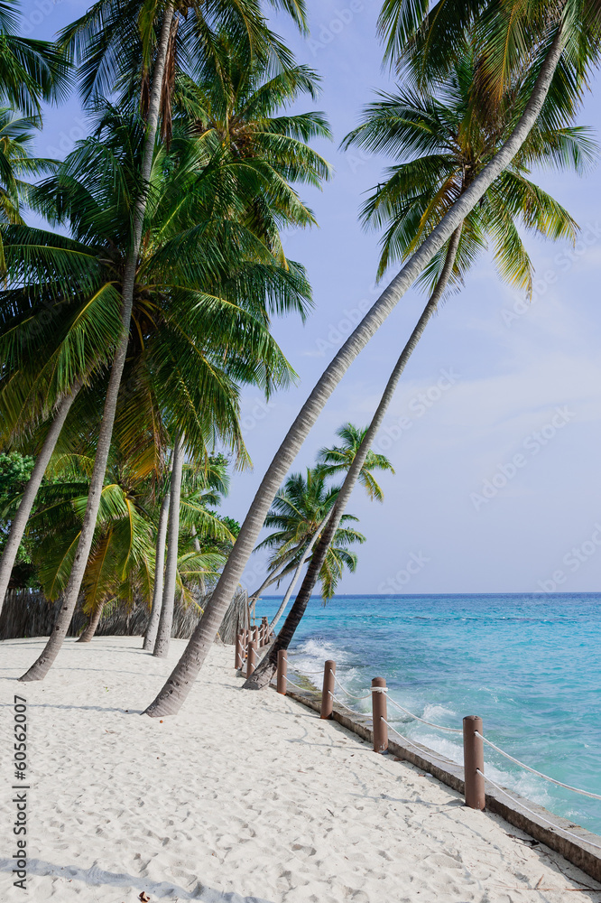 Palmtrees on a white beach in Maldive Islands