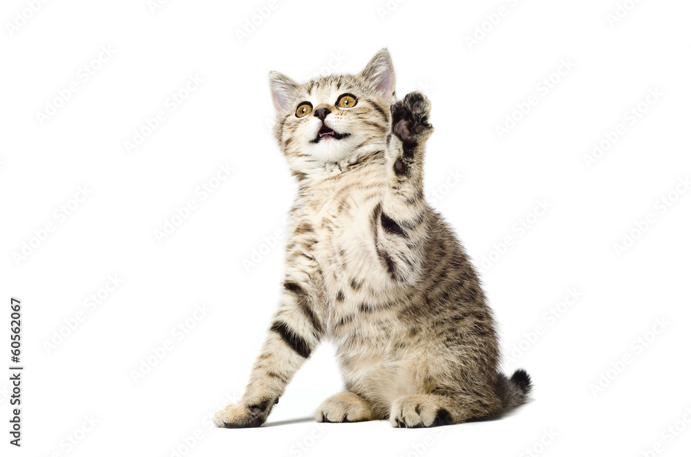 Obraz premium Playful kitten Scottish Straight sitting with paw raised up