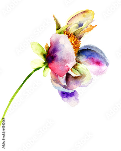 Original flower illustration