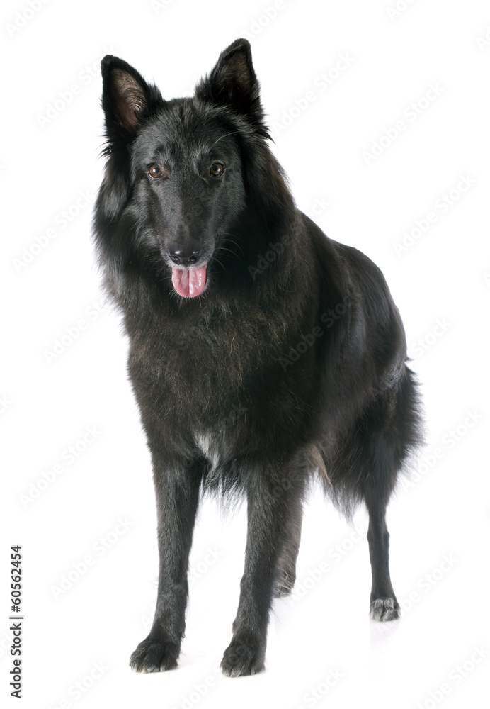 groenendael groenendael