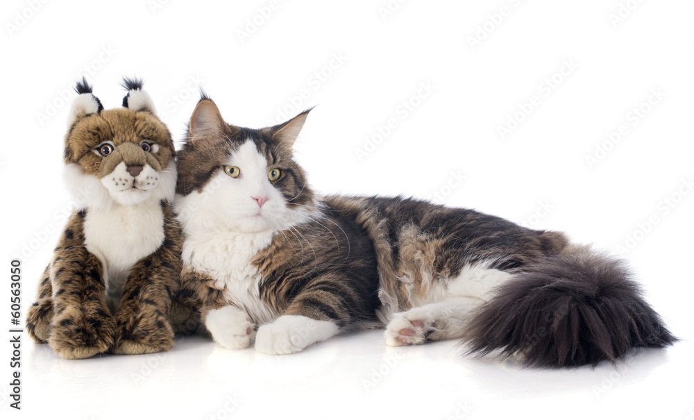maine coon cat and cuddly toy
