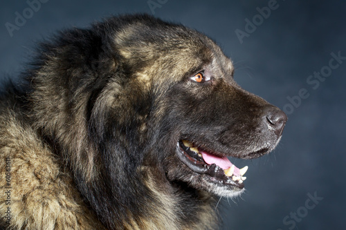 Grey Caucasian Shepherd Dog