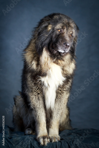 Grey Caucasian Shepherd Dog
