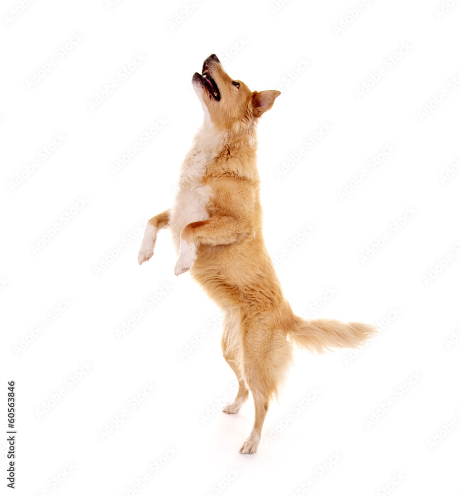 Hund macht Männchen Stock-Foto | Adobe Stock