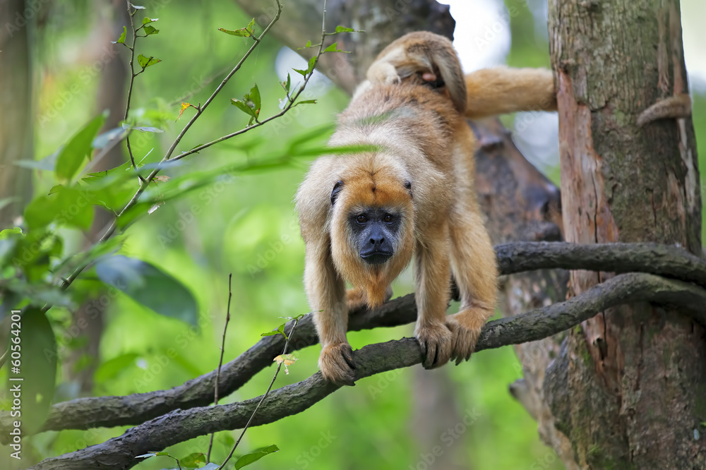 Naklejka premium Mantled Howler Monkey