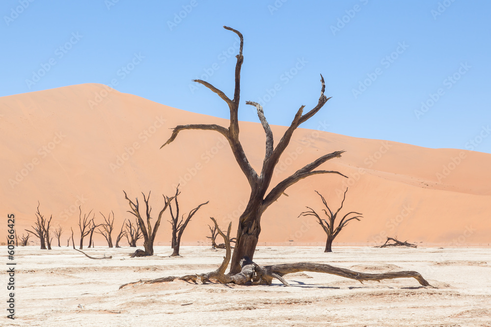 Dead acacia trees and red dunes of Namib desert Dead acacia trees and red dunes of Namib desert