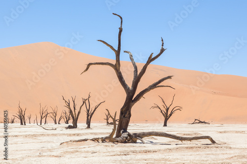 Dead acacia trees and red dunes of Namib desert