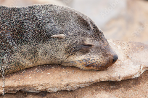 Cape fur seal (Arctocephalus pusillus)