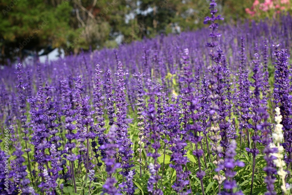 purple salvia flowers
