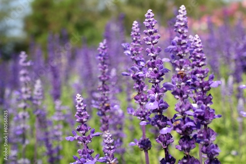 purple salvia flowers