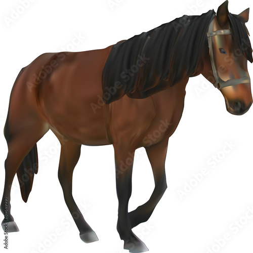 brown horse isolated on white