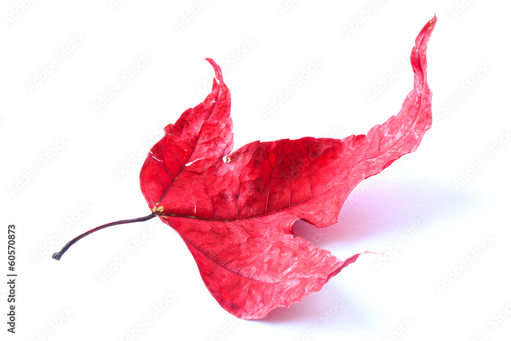 maple leaves isolated on white background maple leaves isolated on white background