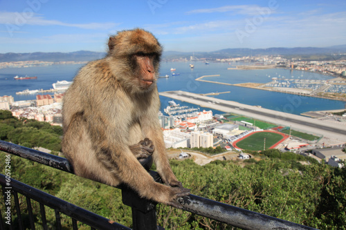 Gibraltar Ape © panmaule