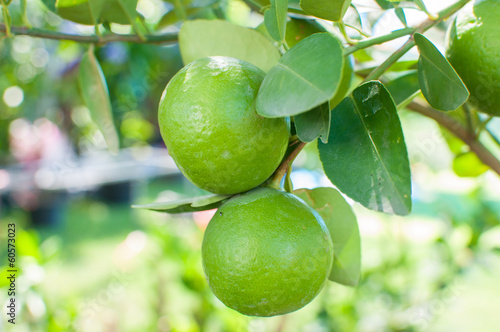 Fresh green lemon on tree