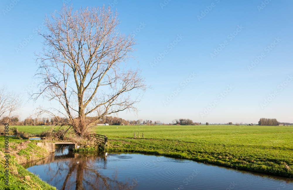 Fototapeta premium Bare tree reflected