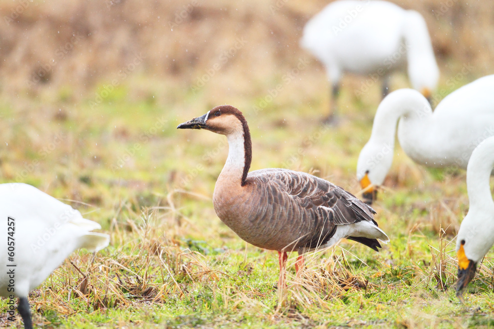 Swan Goose (Anser cygnoides) in Japan Swan Goose (Anser cygnoides) in Japan
