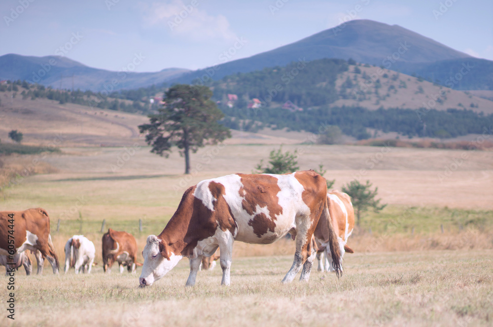 cows grazing on a meadow