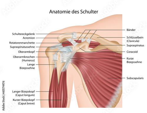 Anatomie der Schulter, Muskeln mit Erklärung deutsch