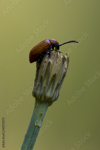 anatis coleoptera on a flower photo