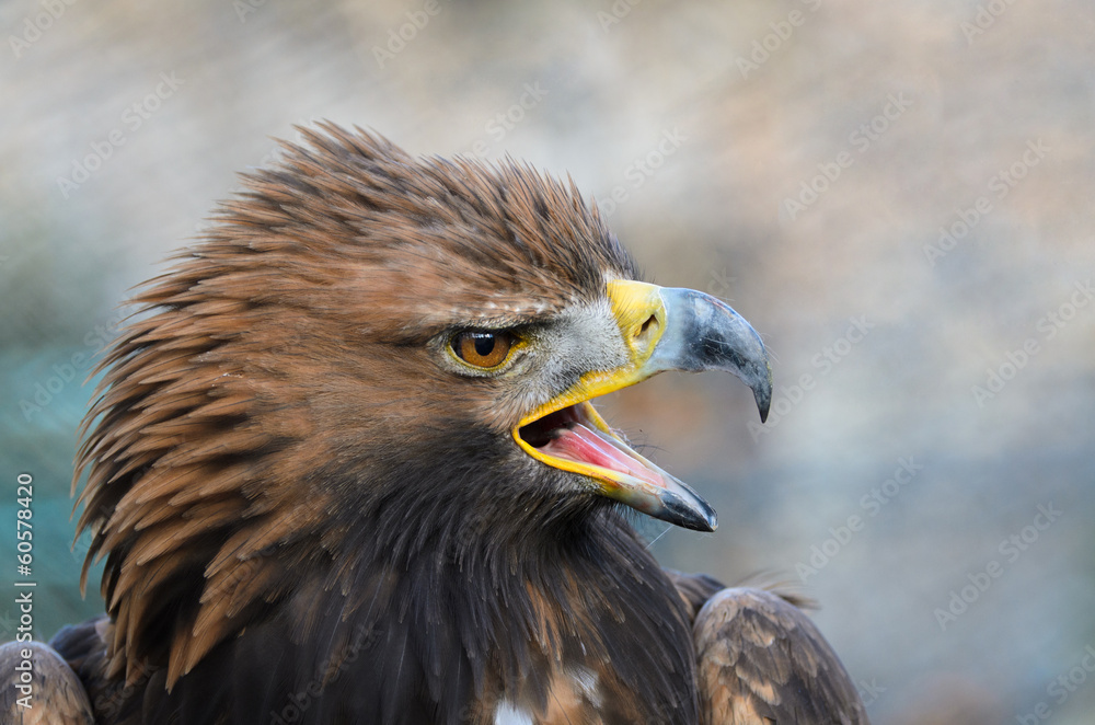 Obraz premium Golden Eagle