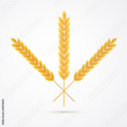 Vector Ears of Wheats Isolated on White Background