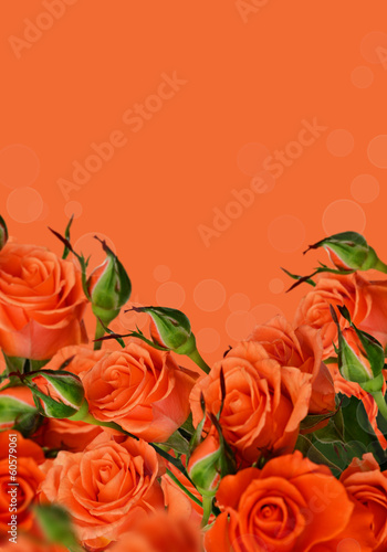 Orange roses