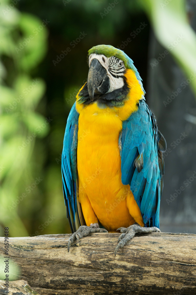 parrot