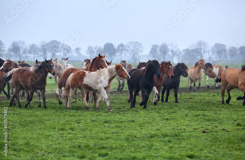 horses herd on misty pasture