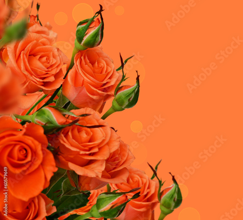 Orange roses