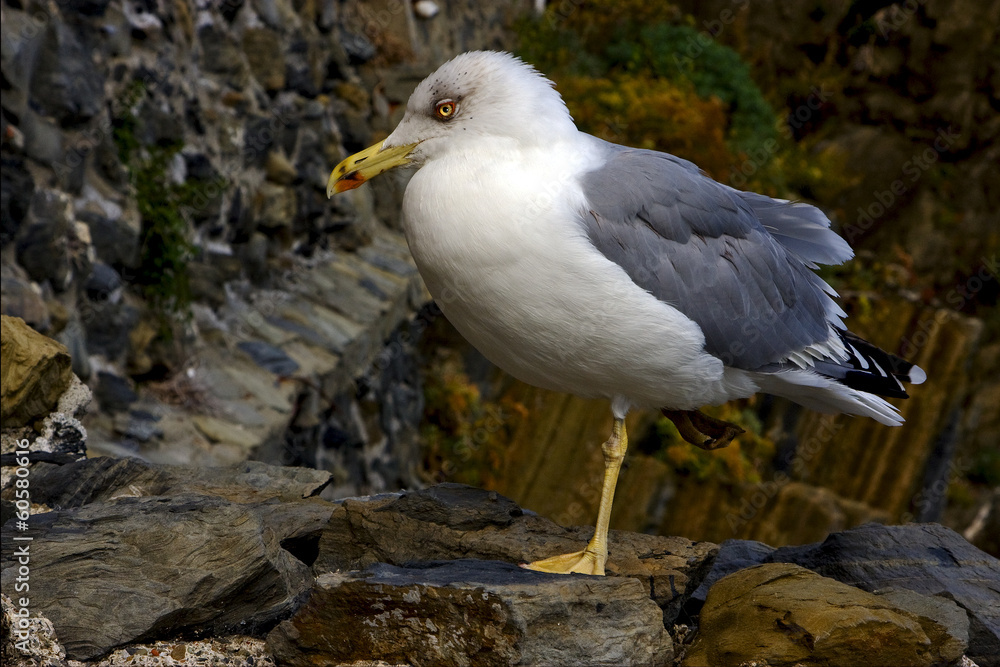sea gull rest sea gull rest