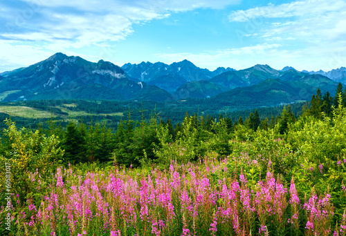 Summer morning mountain landscape with pink flowers (Poland)